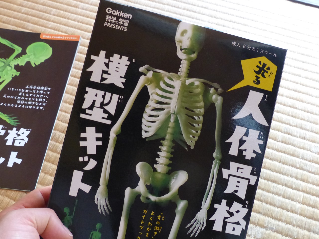 人体骨格模型キット